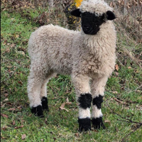 Pecore Naso Nero Vallesi