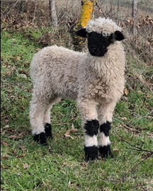 Pecore Naso Nero Vallesi