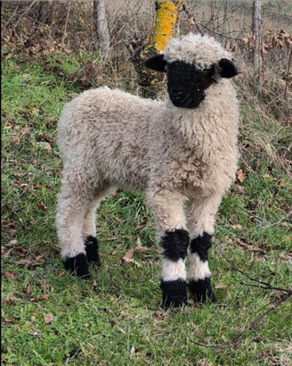 Pecore Naso Nero Vallesi