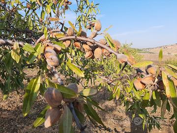 Terreno mandorleto