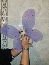 Cuccioli chihuahua