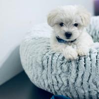 Cuccioli di maltese