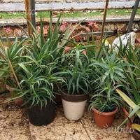 Aloe vera e harborescens