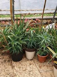 Aloe vera e harborescens