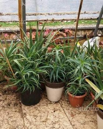Aloe vera e harborescens