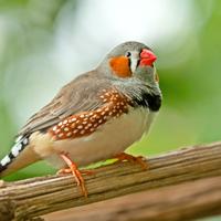 Bengalini e non solo