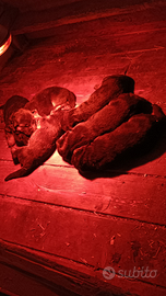 Cuccioli di pastore tedesco