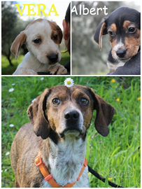 Accattivanti cuccioli