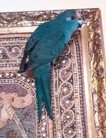 Pappagalli meravigliosi