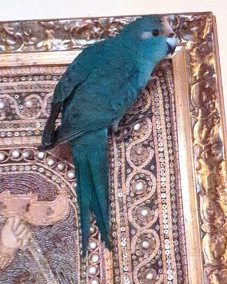 Pappagalli meravigliosi