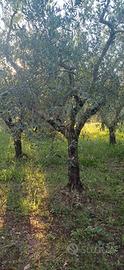 piante ulivo