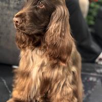 Cocker spaniel cioccolato PER MONTA