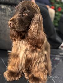 Cocker spaniel cioccolato PER MONTA