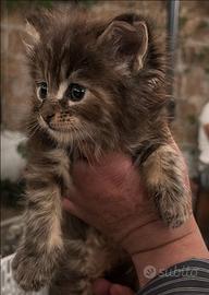 CucciolaMaineCoonBrownTortie LEGGERE TESTO