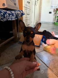 Pinscher nano