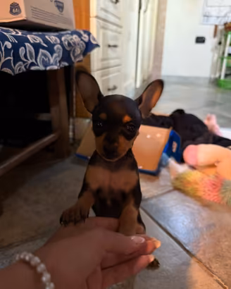 Pinscher nano