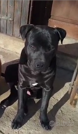 Pitbull Cucciolo - Maschio 7 mesi - Veneto