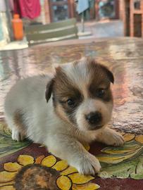 cucciolo jack russel a pelo lungo 