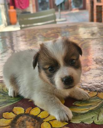 cucciolo jack russel a pelo lungo 