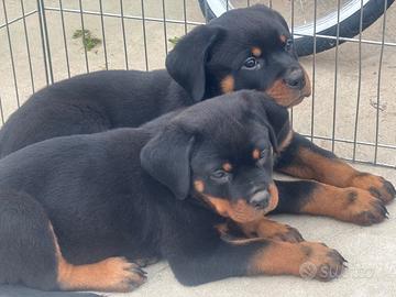Cuccioli rottweiler con pedigree