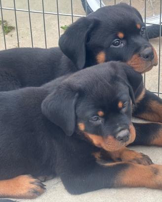 Cuccioli rottweiler con pedigree