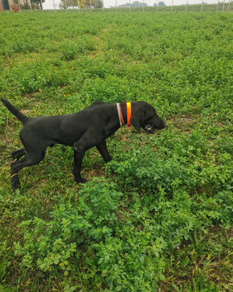 Bracco tedesco pronta caccia