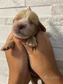 Cuccioli di cocker spaniel con Pedigree Enci