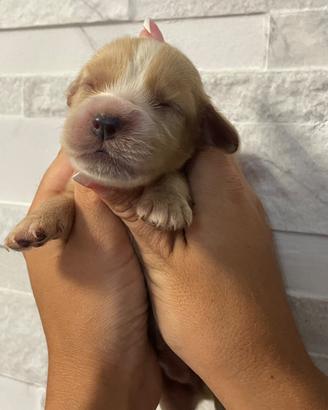 Cuccioli di cocker spaniel con Pedigree Enci