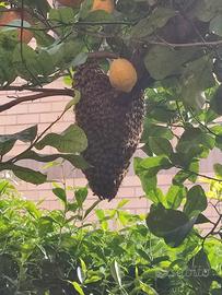 Recupero Sciami d'api nel Lazio