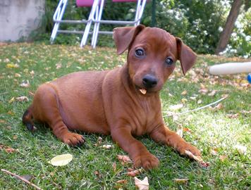 Pinscher nano con pedigree