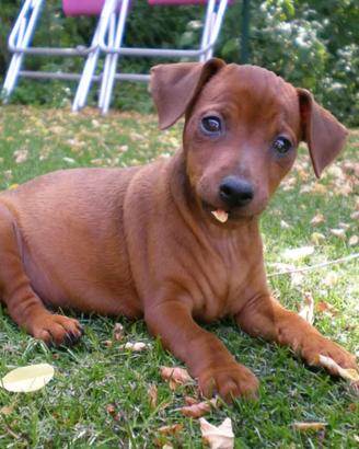 Pinscher nano con pedigree
