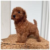 Cuccioli Barboncino Nano Red disponibili