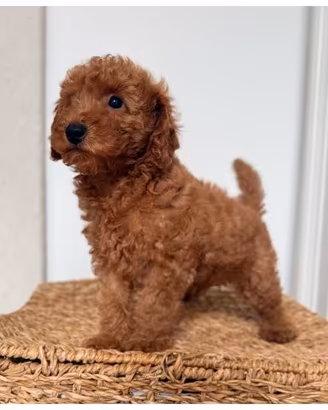 Cuccioli Barboncino Nano Red disponibili