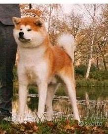 Akita inu giapponese cuccioli pedigree selezionati