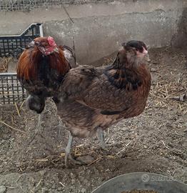 Araucana colorazione bianca e selvatica