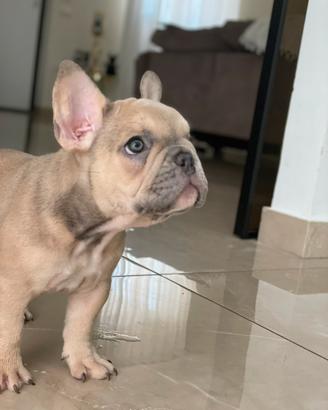 ?Splendidi cuccioli di Bulldog Francese Esotici?