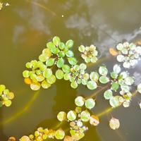 piante acquatiche 