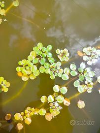 piante acquatiche 