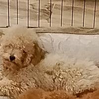 Barboncina champagne