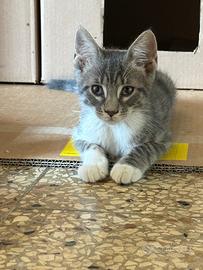Smoke dolcissimo gattino misto certosino 3 mesi
