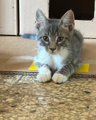 Smoke dolcissimo gattino misto certosino 3 mesi