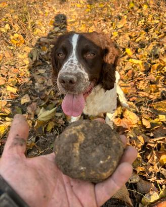 Springer spaniel