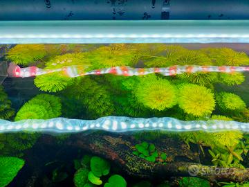 limnophila sessiflora pianta acquario 