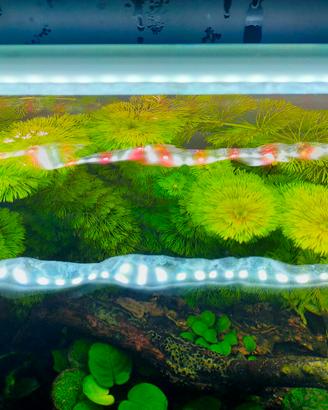 limnophila sessiflora pianta acquario 