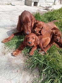 Cucciolo di setter irlandese