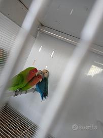 Inseparabili