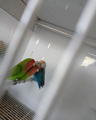 Inseparabili