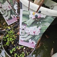 rare piante di daphne