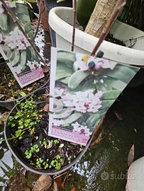 rare piante di daphne