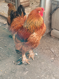 Gallo Brahma